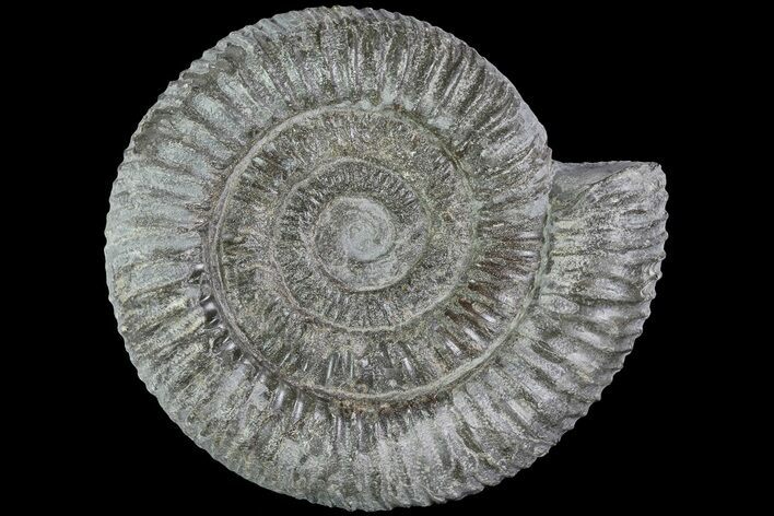 Dactylioceras Ammonite Fossil - England #84915